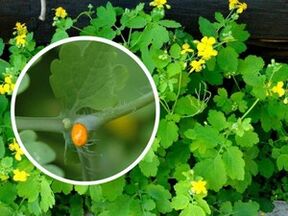 celandine herb juice for treatment of plantar warts