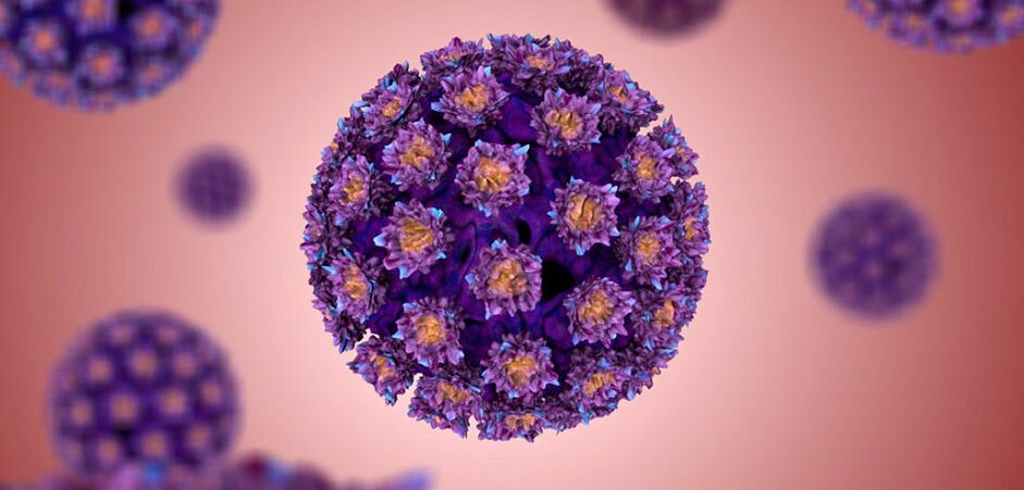 what the human papillomavirus looks like